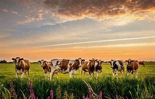 Image result for Farm Cows Background 4K Sunrise Early