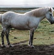 Image result for Silver Horse Breed