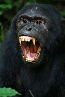 Image result for Bonzo Ape