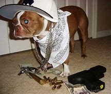Image result for Gangsta Dog Meme