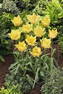 Image result for Tulipa Bright Gem