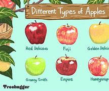 Image result for Fiuo Line of Apple