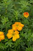 Image result for Potentilla fruticosa MANDARIN TANGO