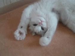 Image result for Cute Cat PFP GIF