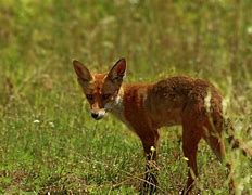 Image result for Fox Meadow Fox Meadow Rose