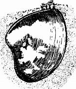 Image result for Quahog Drawing