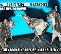 Image result for Sad Bat Meme