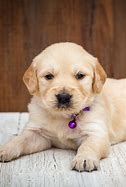 Image result for Cute Dogs Golden Retriever