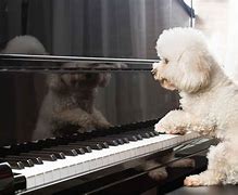 Image result for Dog Play Piano