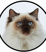 Image result for Ragdoll Cats and Kittens