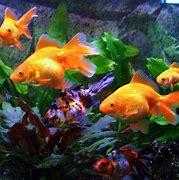 Image result for iPhone 6s Fish Wallpaper