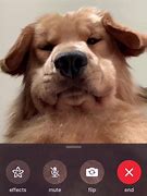 Image result for Dog FaceTime