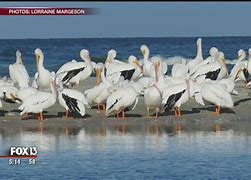 Image result for Migrating Pelicans