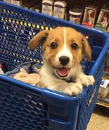 Image result for Self-Made Box Dog