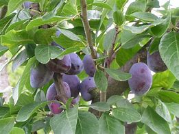 Image result for Prunus domestica Diepenbeekse