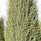 Image result for Juniperus communis Hibernica