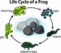 Image result for Frog Life Cycle Chart