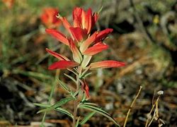 Image result for Northern Arizona Wildflowers