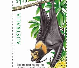 Image result for Australian Flying Fox Bat
