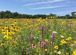 Image result for Wisconsin Native Prairie Plants