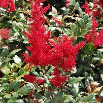 Image result for Astilbe Red Sentinel (Japonica-Group)