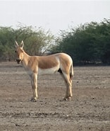تصویر کا نتیجہ برائے Conservation Status of Equus. سائز: 156 x 185۔ ماخذ: www.iucn.org