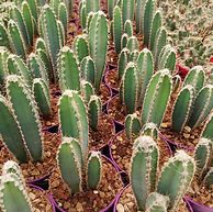 Image result for cereus