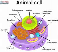 Image result for D Cell Battery Diagram
