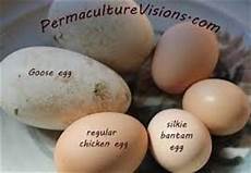 How Big Are Silkie Eggs Backyard Chickens Learn How
