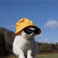 Image result for Cat Meme Glasses