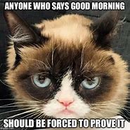 Image result for Good Morning Cat Meme