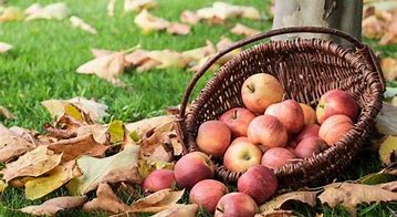 Image result for Apple Picking Farms in Massachusetts