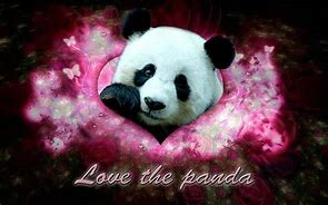 Image result for Panda Love