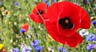 Image result for Somme