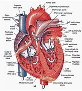 Image result for Human Heart Labeled