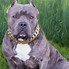 Image result for Gold Chain Dog Collar