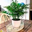 Image result for Mini Palm Tree Plant