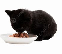 Image result for Kittens Eating