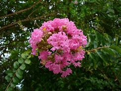 Image result for Lagerstroemia Near East