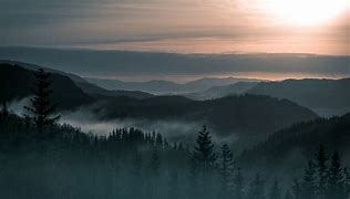 Image result for Fog Forest Wallpaper 4K