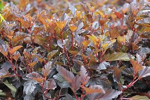 Image result for Physocarpus opulifolius All Black