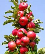 Image result for Urban Apple Tree