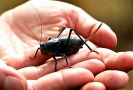 Image result for Crickets for New Year for Sale