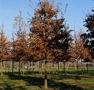Image result for Quercus cerris