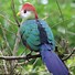 Image result for Turaco Bird