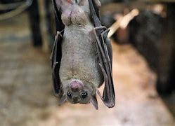 Image result for Eqauletted Fruit Bat