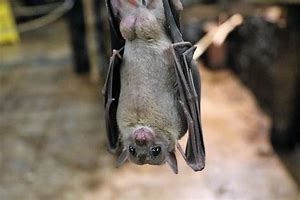 Image result for Bat Fly