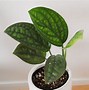 Image result for Common House Plant Vines