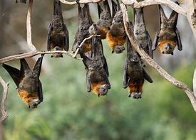Image result for Fruit Bat From a Branch