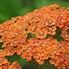 Billedresultat for Achillea Terracotta